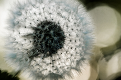 Pustenblume