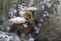 Winterpilze