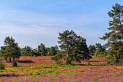 Mehlingerheide Pano