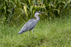 Graureiher mit Eidechse im Schnabel