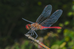 Libelle