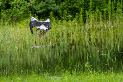 Weisstorch im Flug
