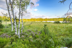 Wildseemoor