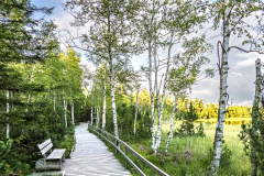Wildseemoor2
