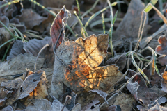 Natur-1