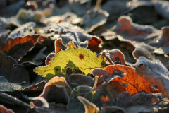 Natur-2