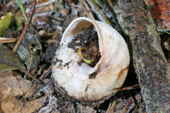 Schnecke-2
