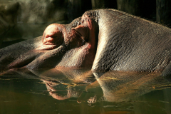 Im Zoo