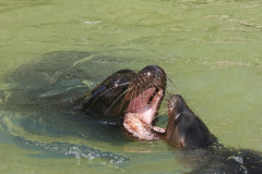 Im Zoo