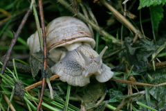 Schnecke-1