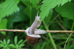 Schnecke-3